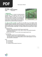 Projet Manioc Déborah