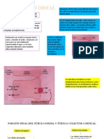 Porción Final Del Túbulo Distal y Túbulo Colector.