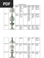 Intrinsic Back Muscles - Deep