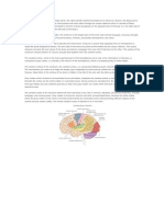 The Cerebrum Is Divided Into Two Major Parts