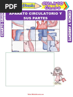 Aparato Circulatorio y Sus Partes para Cuarto Grado de Primaria