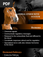 Animal Endocrine System