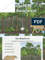 Layers of The Rainforest PowerPoint