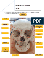 Pract de Reconstrucción Facial