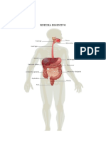 Cuerpo Humano y Sus Partes