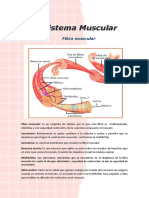 Anatomia, Fibra Muscular