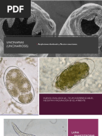 Uncinarias Strongyloides Oxiu