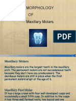 Maxillary Molars