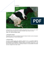 Hipocalcemia en Vacas Lecheras 2