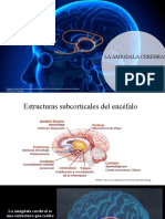 AMIGDALACEREBRAL - PPTX (Autoguardado)