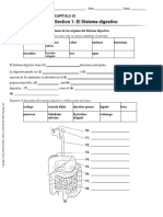 Taller de Repaso - Sistema Digestivo