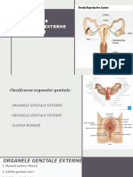 Anatomia Organelor Genitale