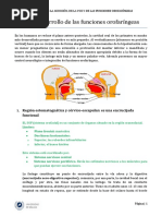 TEMA 7. Desarrollo de Las Funciones Orofaríngeas