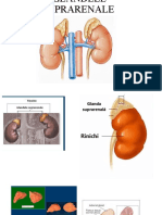 Glandele Suprarenale Clasa A Viia