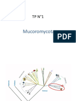 TP 1 Mucoromycota