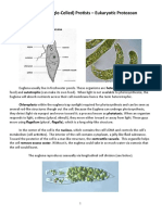 Unicellular (Single-Celled) Protists - Eukaryotic Protozoan: Euglena