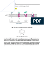 Glucose As A Cell Transport Model