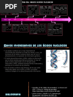 Línea Del Tiempo Ácidos Nucleicos