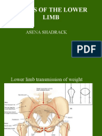 Joints of The Lower Limb