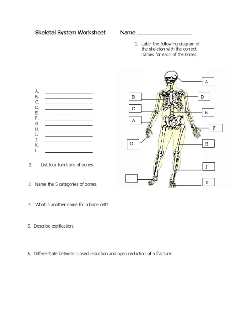 Skeletal System Worksheet Name - : A D B C | PDF | Skeleton | Bone