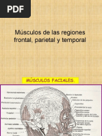 Musculos Cabeza y Cuello