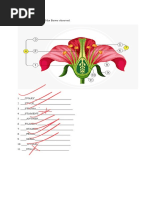 Edited - FLOWERS WORKSHEET