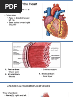 Heart Anatomy