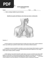 Copia de Guía Clase 2. Sistema Respiratorio