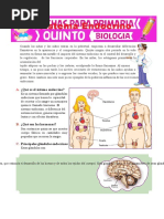 Sistema Endocrino para Quinto de Primaria