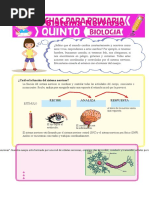 Sistema Nervioso para Quinto de Primaria