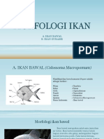 MORFOLOGI IKAN Punya Kelompok Genap Sofi