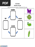 Caterpillar: Match The Picture With The Part of The Butterfly Life Cycle