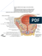 Miccion Urinaria