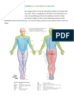 Dermatomes Vs Peripheral Cutaneous Nerves