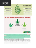 La Fibra de Cáñamo Es Un Subproducto de Diferentes Variedades de Cannabis Sativa