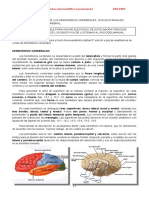 Manuales de Laboratorios 6 y 7 de Microanatomia I