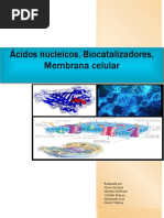 Ácidos Nucleicos