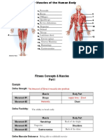 Pectoralis Biceps Obliques Rectus Abdominus Deltoid Quadriceps