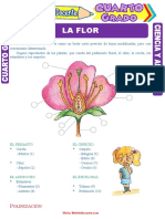 La Flor para Cuarto Grado de Primaria