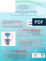 Desarrollo Embriológico Del S.N.C Grupo#5