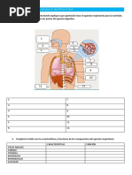 Actividades Sobre El Aparato Respiratorio