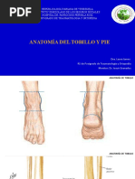 Anatomia Del Tobillo y Pie