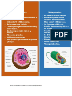 Cuadro Comparativo, Celula Eucariota y Procariota