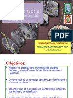 04b Neurofisiologia Sensorial