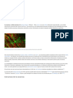 Neurona - Wikipedia