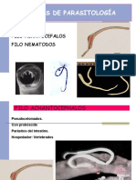 PRACTICA Nematodos