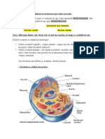 Călătorie În Interiorul Unei Celule Eucariote