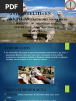 Osteomielitis en Alpacas