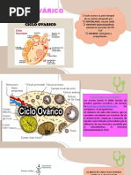 Ciclo Menstrual y Ovarico