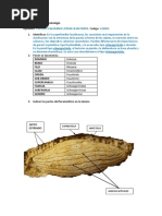 Foraminiferos